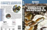 O Misterioso Universo Das Cobras E Serpentes